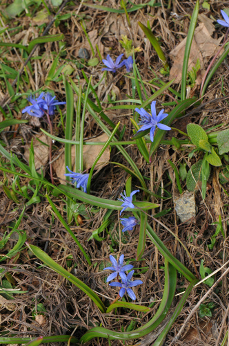 Scilla subnivalis