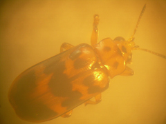 Nympharescus separatus