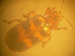 Nympharescus separatus