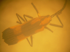 Sceloenopla contraria