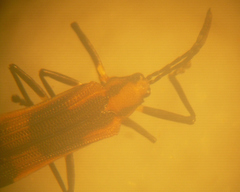 Sceloenopla contraria