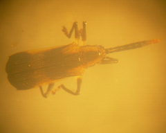 Sceloenopla