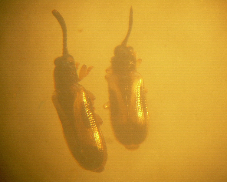 Cephaloleia thiemei