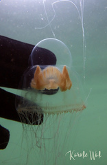 Catablema multicirratum