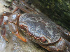 Potamon hippocratis