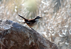 Cinclodes albiventris