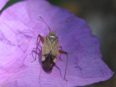 Closterotomus annulus