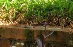 Trachylepis