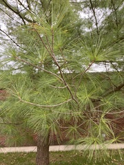 Pinus