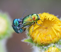 Cryptocephalus sericeus