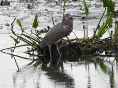 Egretta tricolor image