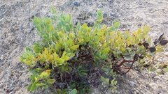 Arctostaphylos catalinae