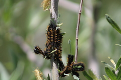 Hemileuca eglanterina
