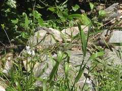 Anatololacerta anatolica