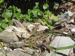 Anatololacerta anatolica