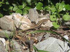 Anatololacerta anatolica