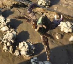 Metopograpsus quadridentatus