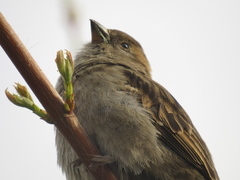 Passer domesticus