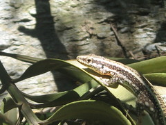 Anatololacerta anatolica