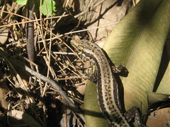 Anatololacerta anatolica