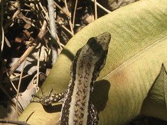 Anatololacerta anatolica