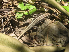 Anatololacerta anatolica