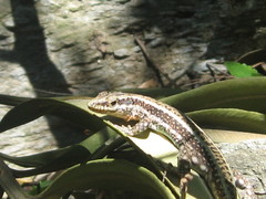 Anatololacerta anatolica