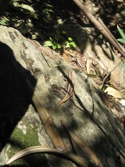 Anatololacerta anatolica