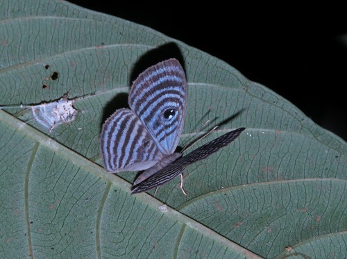 Semomesia macaris