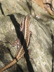 Anatololacerta anatolica