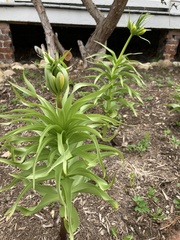 Fritillaria