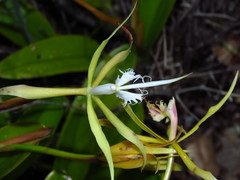 Epidendrum ciliare