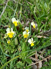Viola aetolica