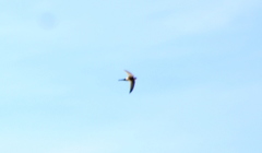 Aeronautes andecolus
