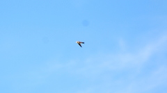 Aeronautes andecolus