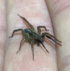 Trochosa terricola