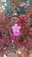 Geranium robertianum