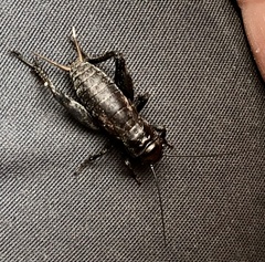 Gryllus rubens