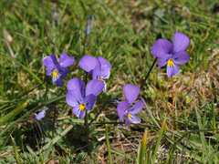Viola doerfleri