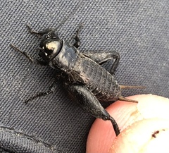 Gryllus rubens