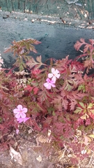 Geranium robertianum