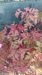 Geranium robertianum