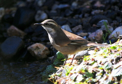 Cinclodes albiventris