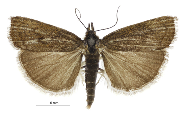 Orocrambus ventosus