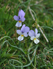 Viola graeca