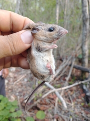 Peromyscus yucatanicus