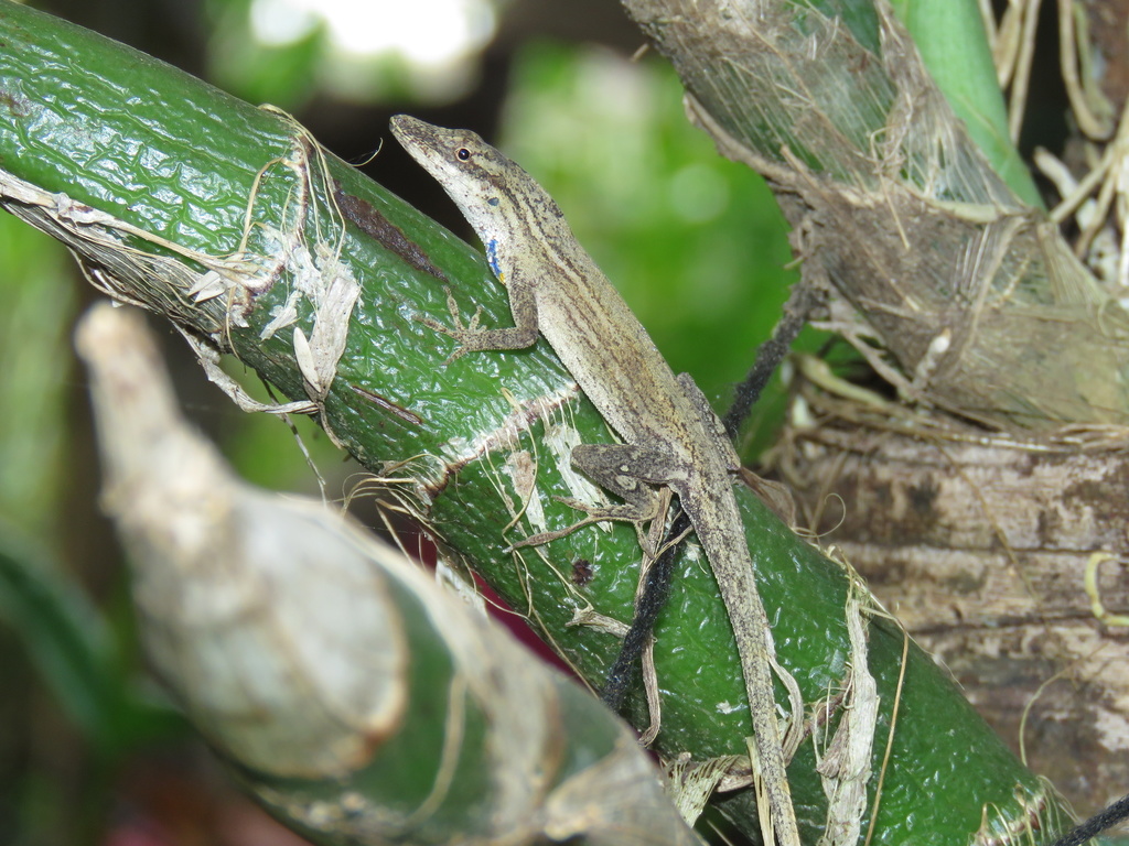 Blue-Spotted Fan Anole