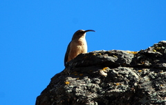 Upucerthia validirostris