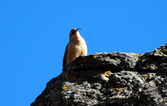 Upucerthia validirostris