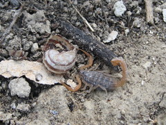 Aegaeobuthus gibbosus